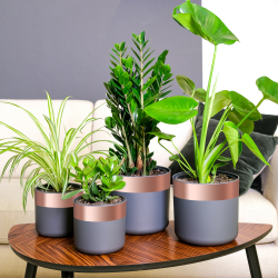 Bandă din cupru cupru 2000 x 7 cm cupru